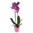 PHALAENOPSIS