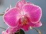 PHALAENOPSIS