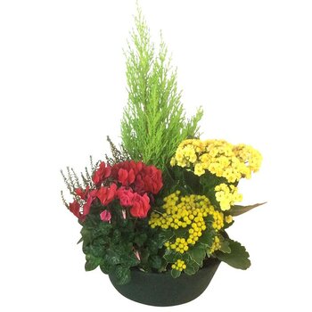 COUPE DE PLANTES