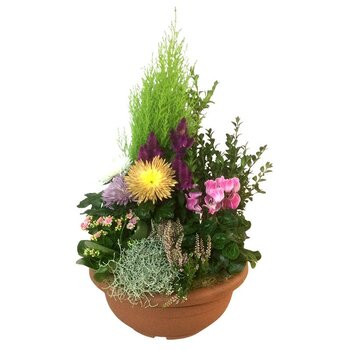 COUPE DE PLANTES