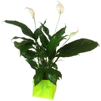 SPATHIPHYLLUM