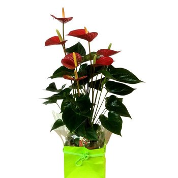 ANTHURIUM