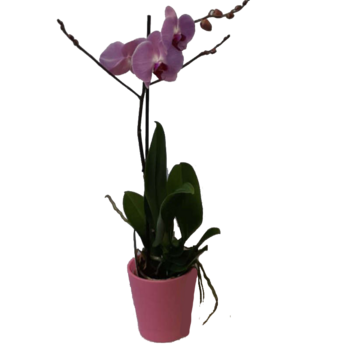 PHALAENOPSIS 1 BRANCHE