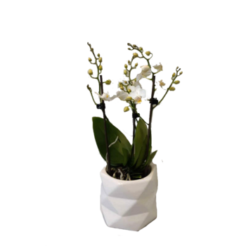 ORCHIDEE COLIBRI