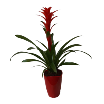 GUZMANIA