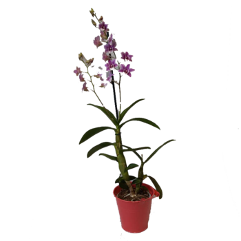 DENDROBIUM