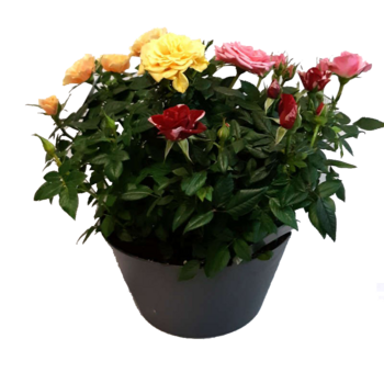 ROSIER