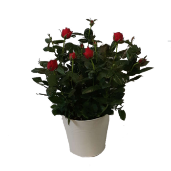 ROSIER