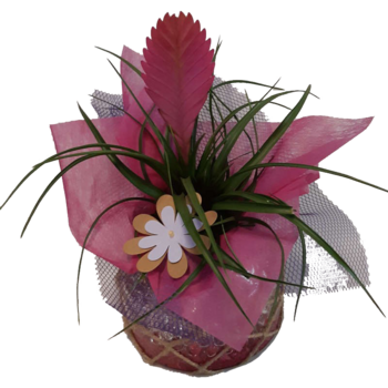 TILLANDSIA